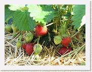 2007-05-19_09-03-40_Mai_78,1mm_1_125_eme_Canon PowerShot A95 * 2592 x 1944 * (1.36MB)